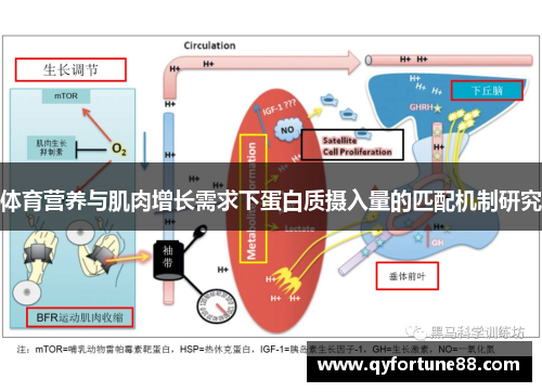 体育营养与肌肉增长需求下蛋白质摄入量的匹配机制研究